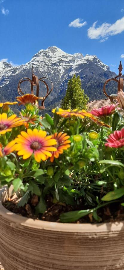 B&B Sognoincadore Domegge di Cadore Exteriör bild